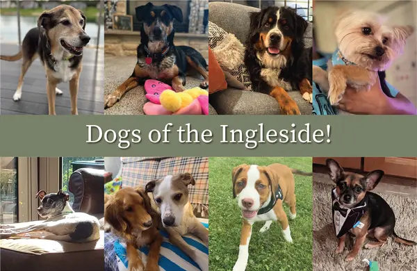 Blog featured dogs of the ingleside images